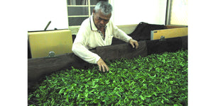 old man in white clothing inspecting harvested green tea leaves
