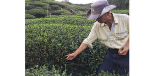 Farmer holding out his hand to grab tea leaves in a tea farm