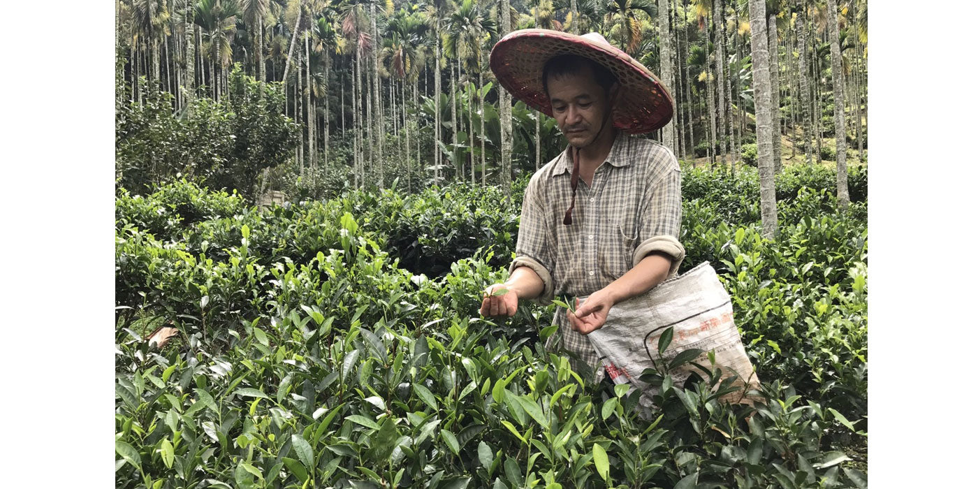 Tradition Embedded in 180-year Tea Trees – Formosan Farms