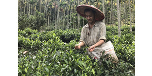 Man with straw-hat pick tea leaves by hand