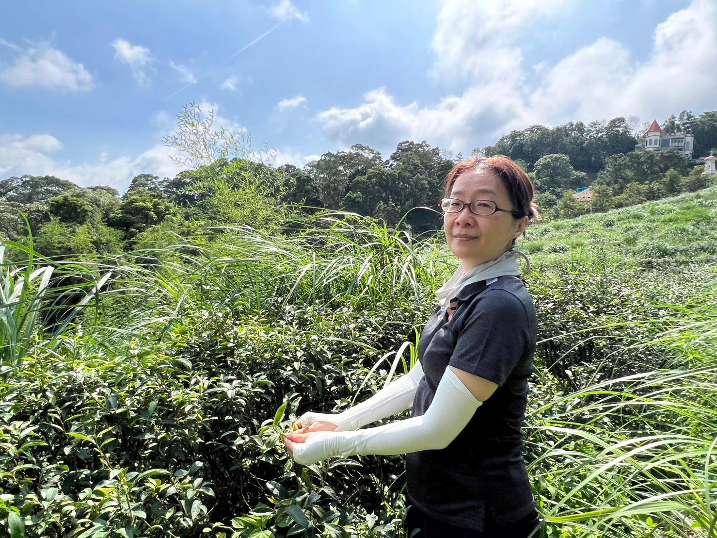 WILD TEA BENEFITS – Formosan Farms