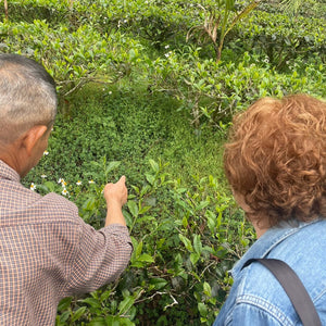 Tea Ceremony Course/ Intermediate Certification