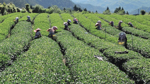 farmers working on harvesting tea leaves in green tea leaves farm