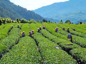 Lishan High Mountain Oolong - Whole Leaf Tea (3g)